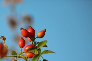 L'huile de rose musquée permet d'assouplir votre peau et agit contre les vergetures.