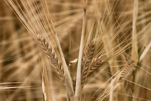 L'huile végétale de germe de blé est efficace contre les vergetures de grossesse.